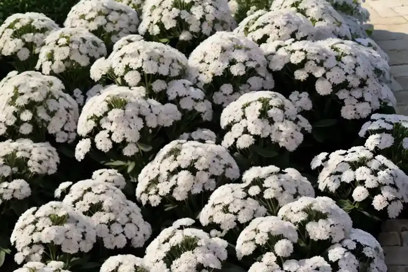 Candytuft (iberis sempervirens ‘pygmaea’) — photo 3