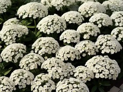 Candytuft (Iberis Sempervirens ‘Pygmaea’)
