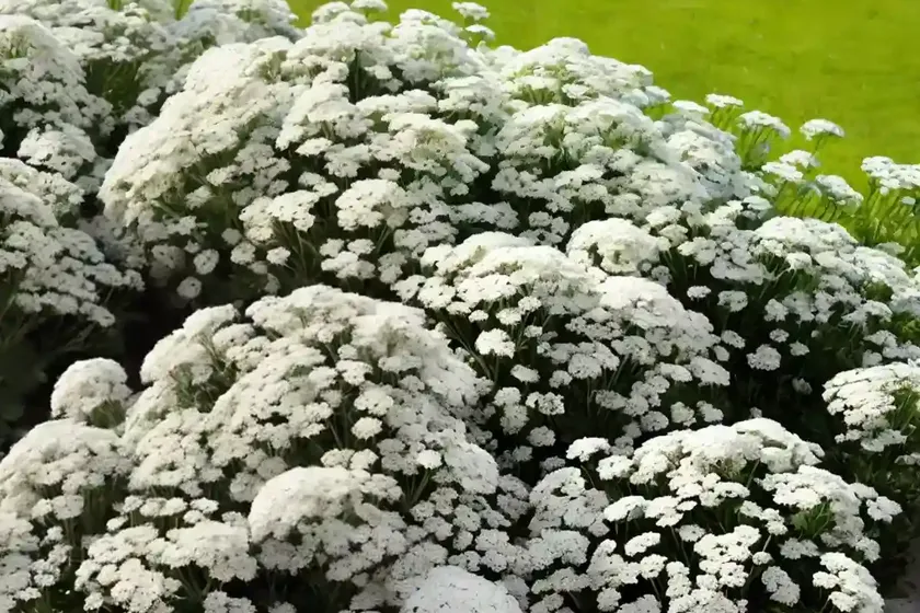 Candytuft (iberis sempervirens ‘weisser zwerg’) — photo 2