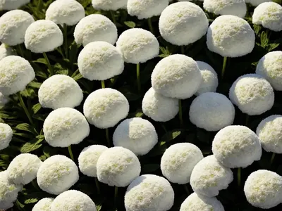 Candytuft (Iberis SNOWBALL)
