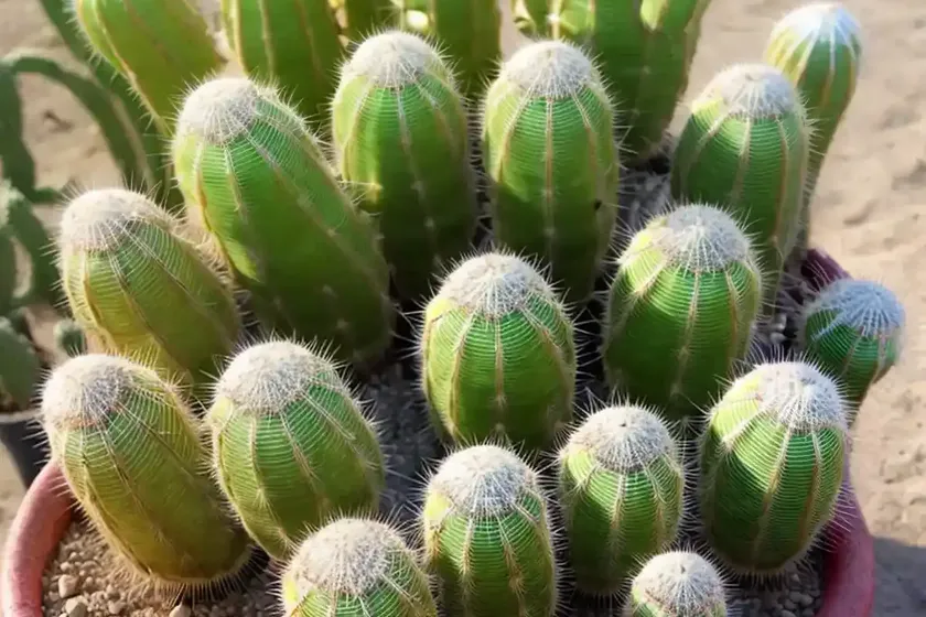 Cane cactus (austrocylindropuntia cylindrica) — photo 2