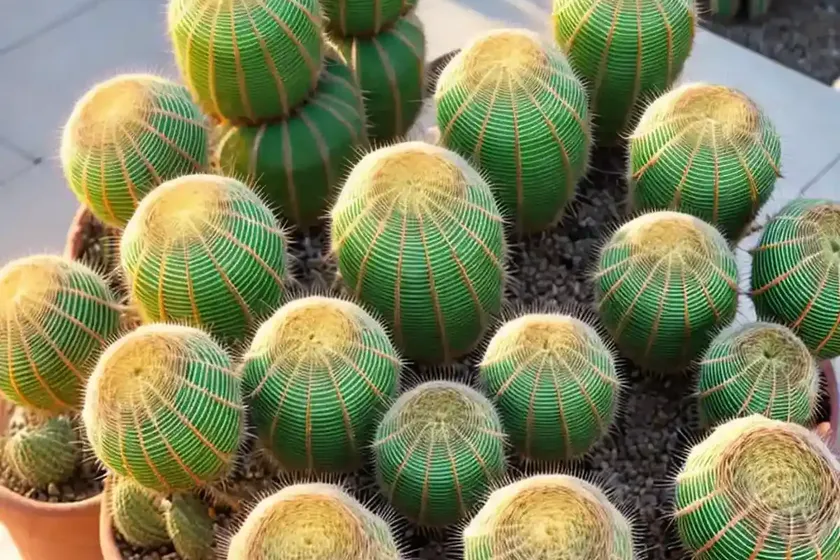 Cane cactus (austrocylindropuntia cylindrica) — photo 3