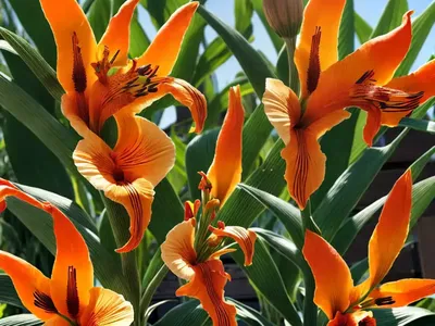 Canna ‘Apricot Dream’ (Canna Lily)