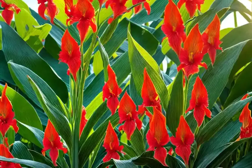 Canna lily (canna indica) — photo 3