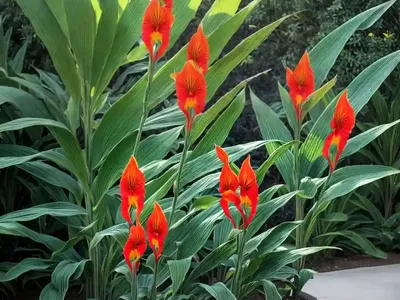 Canna Lily (Canna Indica)