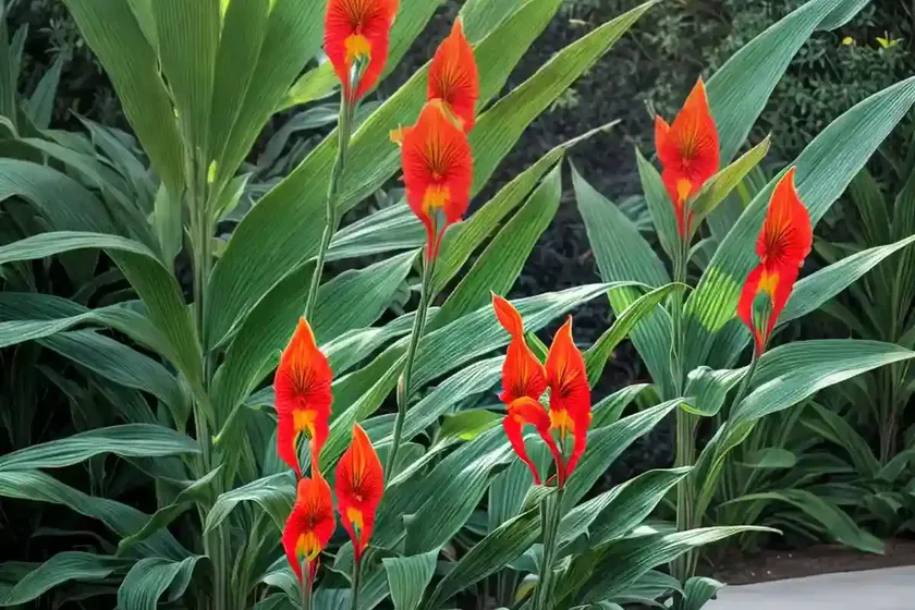 Canna lily (canna indica)