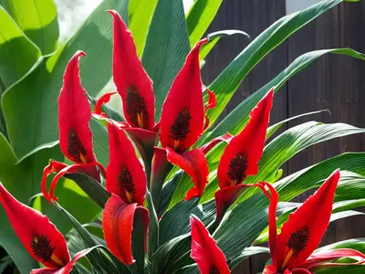 Canna ‘South Pacific Scarlet’ (Canna Lily)