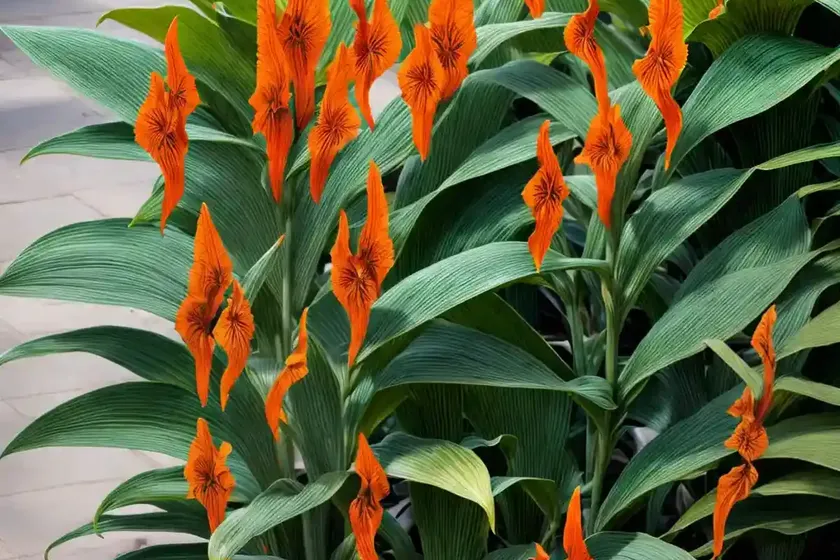 Canna ‘toucan dark orange’ (canna lily) — photo 2