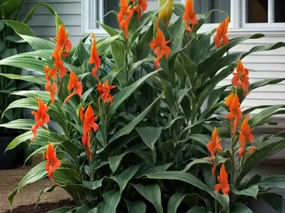 Canna ‘Toucan Dark Orange’ (Canna Lily)