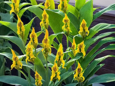 Canna ‘Toucan Yellow’ (Canna Lily)