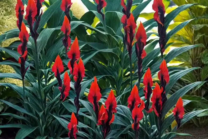 Canna ‘tropicanna black’ (canna lily) — photo 2