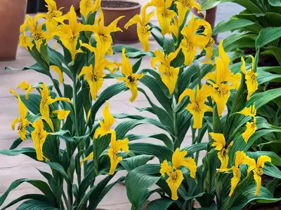 Canna ‘Yellow King Humbert’ (Canna Lily)
