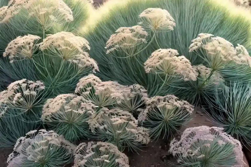 Canyonlands lomatium (lomatium latilobum) — photo 2