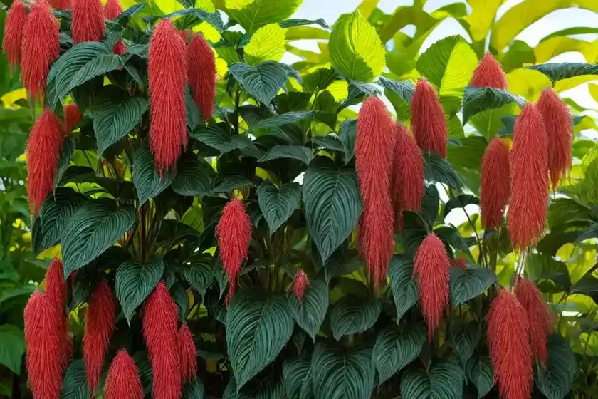 Capa de obispo (acalypha wilkesiana) — photo 2