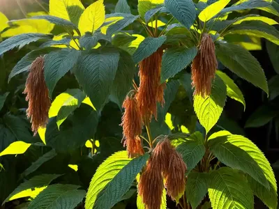 Capa De Obispo (Acalypha Wilkesiana)