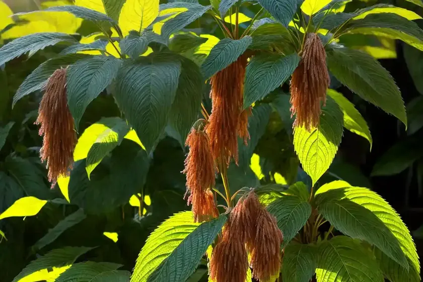 Capa de obispo (acalypha wilkesiana)