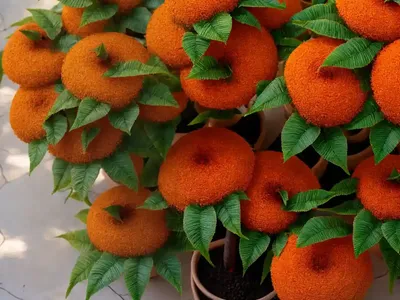 Cape-ash (Ekebergia Capensis)