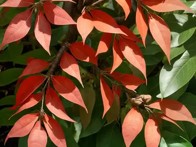 Cape Chestnut (Calodendrum Capense)