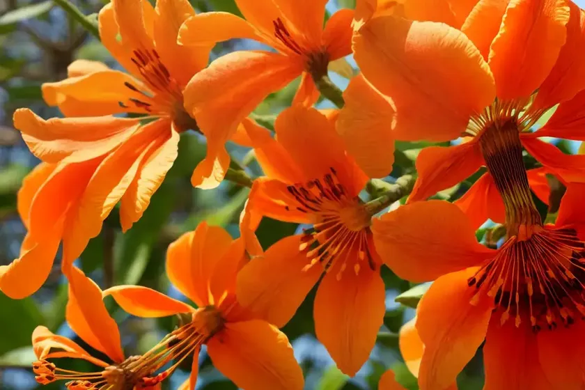 Cape honeysuckle (tecoma capensis) — photo 2