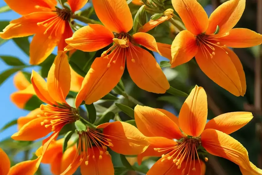 Cape honeysuckle (tecoma capensis) — photo 3
