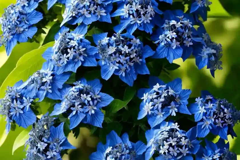Cape leadwort (plumbago auriculata) — photo 2