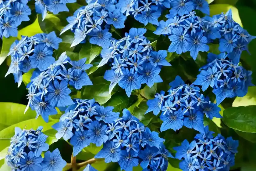 Cape leadwort (plumbago auriculata) — photo 3