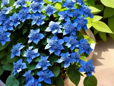 Cape Leadwort (Plumbago Auriculata)
