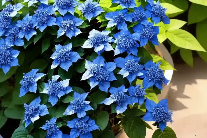 Cape leadwort (plumbago auriculata)