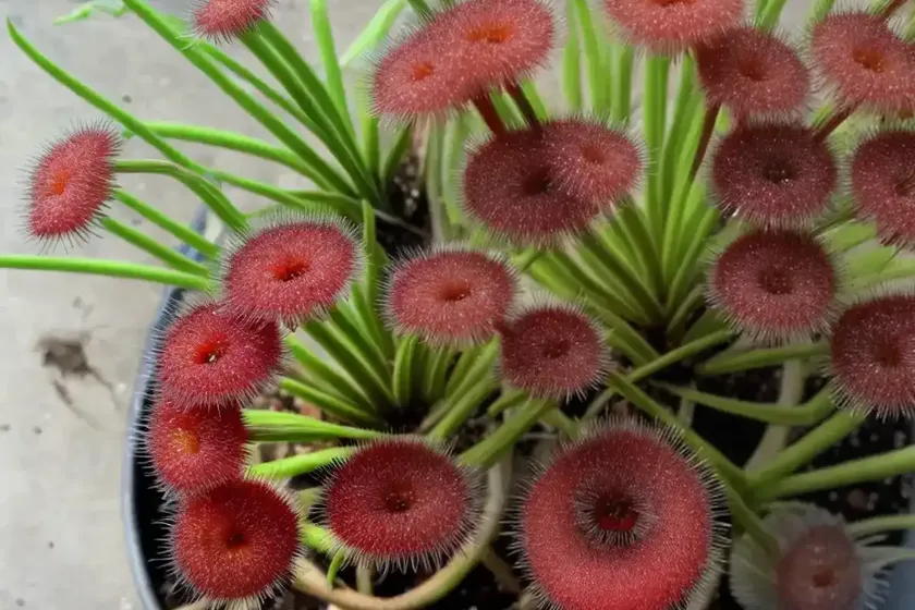 Cape sundew (drosera capensis) — photo 2