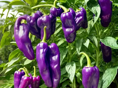 Capsicum Chinense (Purple Pepper ‘pimenta Da Neyde’)
