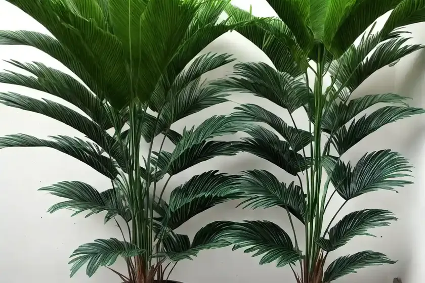 Cardboard Palm (Zamia Furfuracea) — photo 3