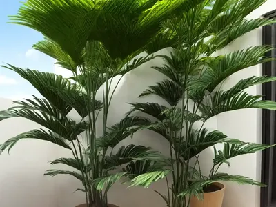 Cardboard Palm (Zamia Furfuracea)