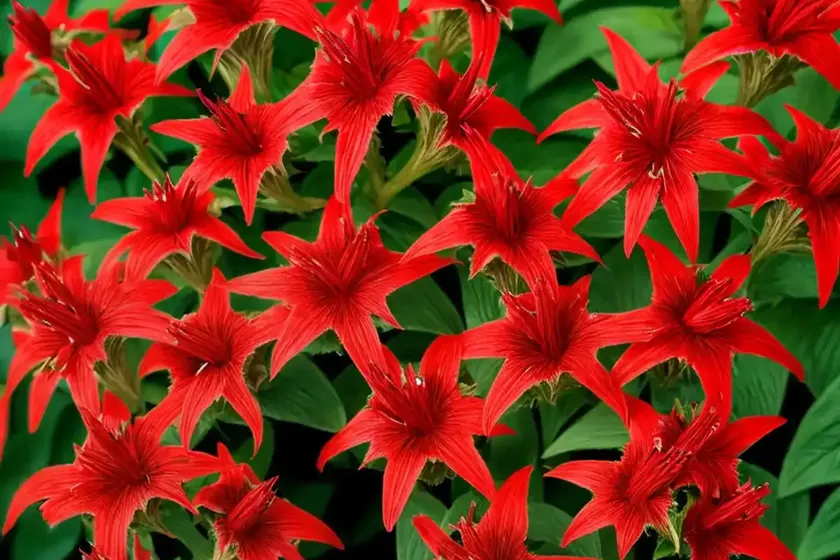 Cardinal flower (lobelia cardinalis) — photo 3