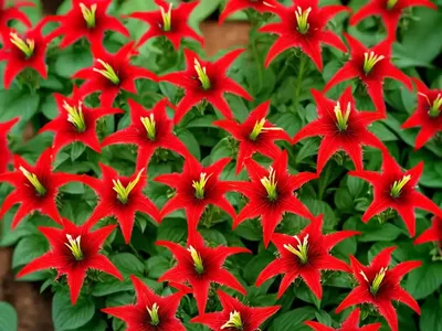 Cardinal Flower (Lobelia Cardinalis)