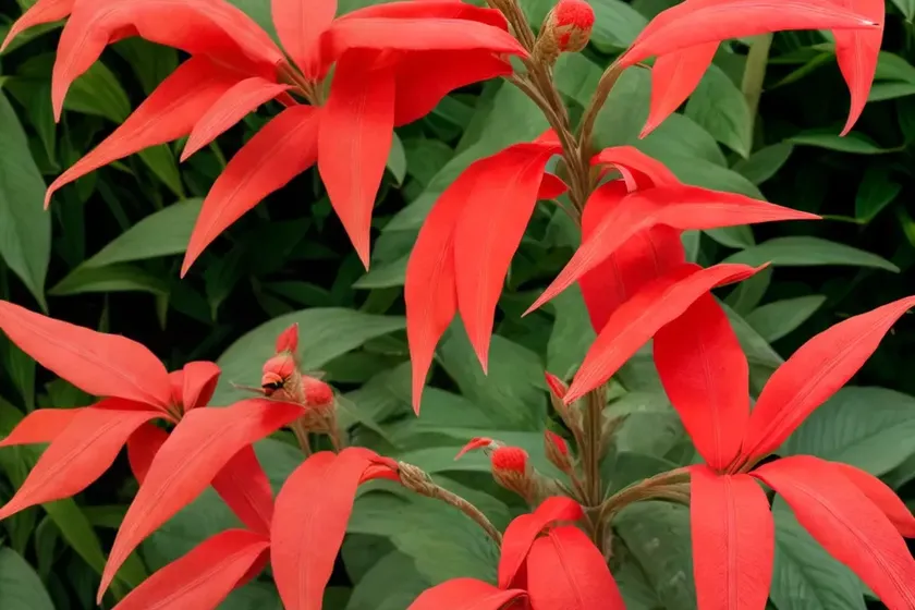 Cardinal’s Guard (Pachystachys Coccinea) — photo 3