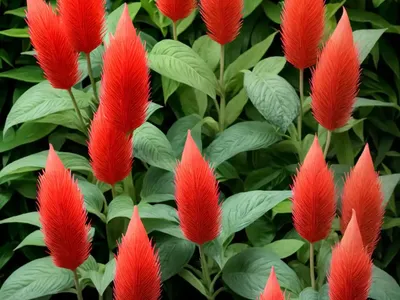 Cardinal’s Guard (Pachystachys Coccinea)