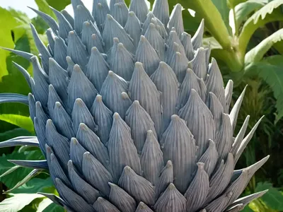 Cardoon (Cynara Cardunculus)