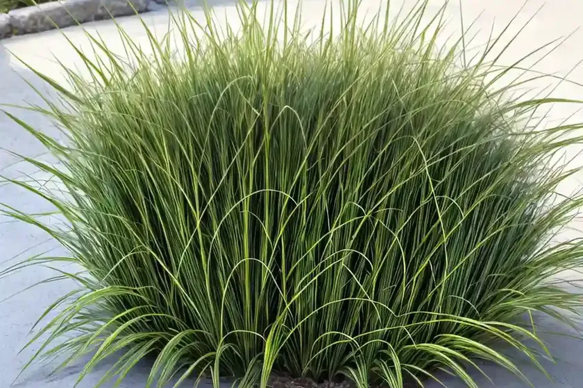 Carex crinita (fringed sedge) — photo 2
