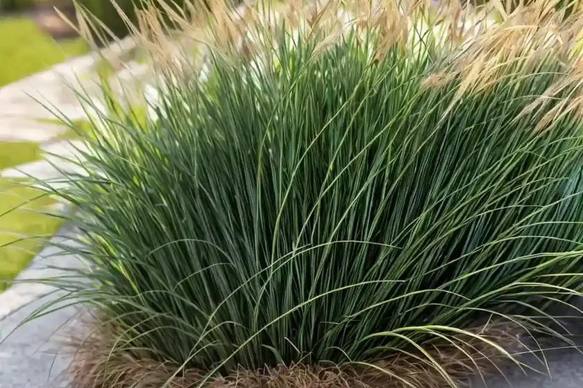 Carex crinita (fringed sedge) — photo 3