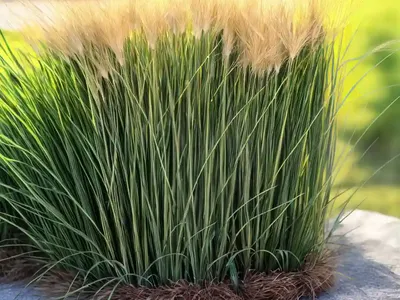 Carex Crinita (Fringed Sedge)