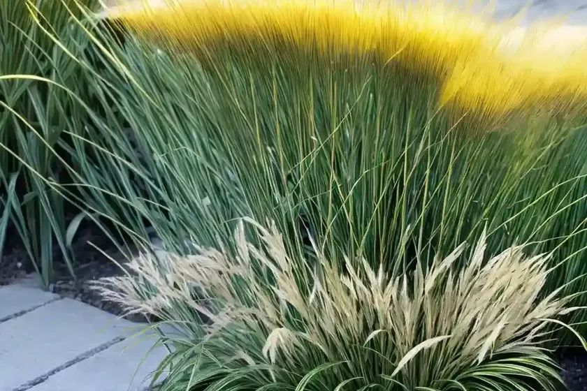 Carex elata ‘aurea’ (bowles’ golden sedge) — photo 2