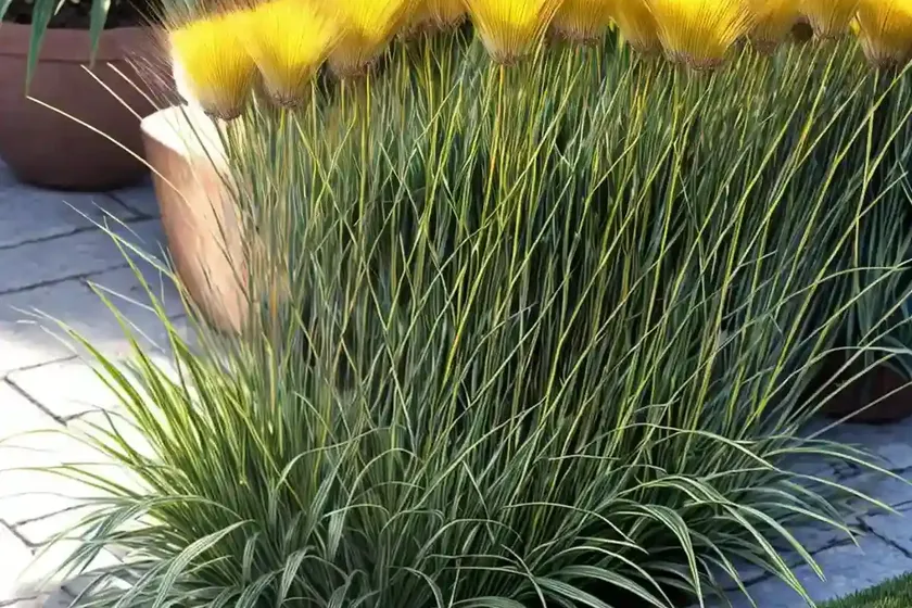 Carex elata ‘aurea’ (bowles’ golden sedge) — photo 3