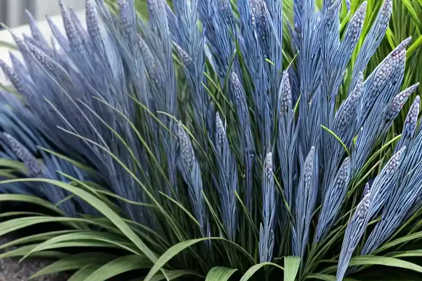 Carex flacca ‘blue zinger’ (blue sedge) — photo 2