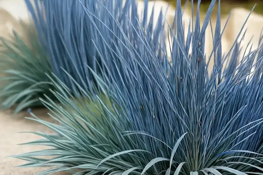 Carex flacca ‘blue zinger’ (blue sedge) — photo 3