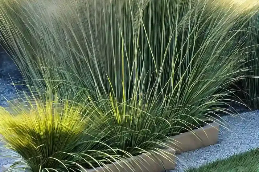 Carex flagellifera (weeping brown sedge) — photo 2