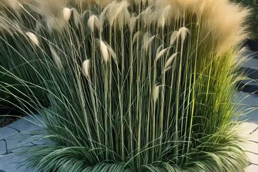 Carex flagellifera (weeping brown sedge) — photo 3