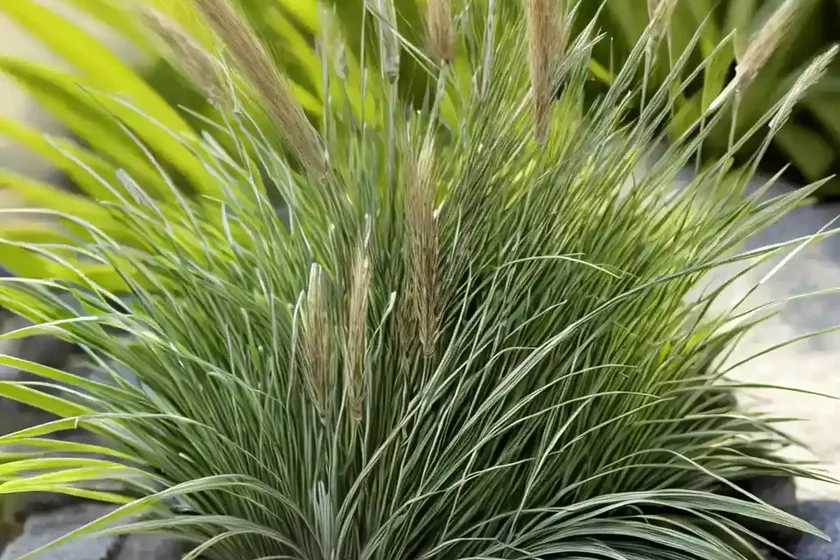 Carex grayi (mace sedge) — photo 2