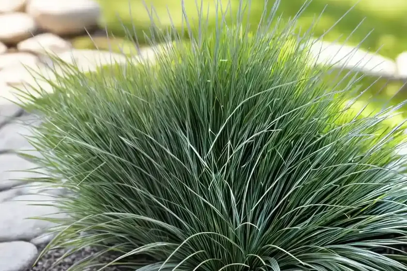 Carex grayi (mace sedge) — photo 3
