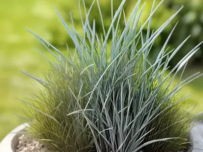 Carex Grayi (Mace Sedge)