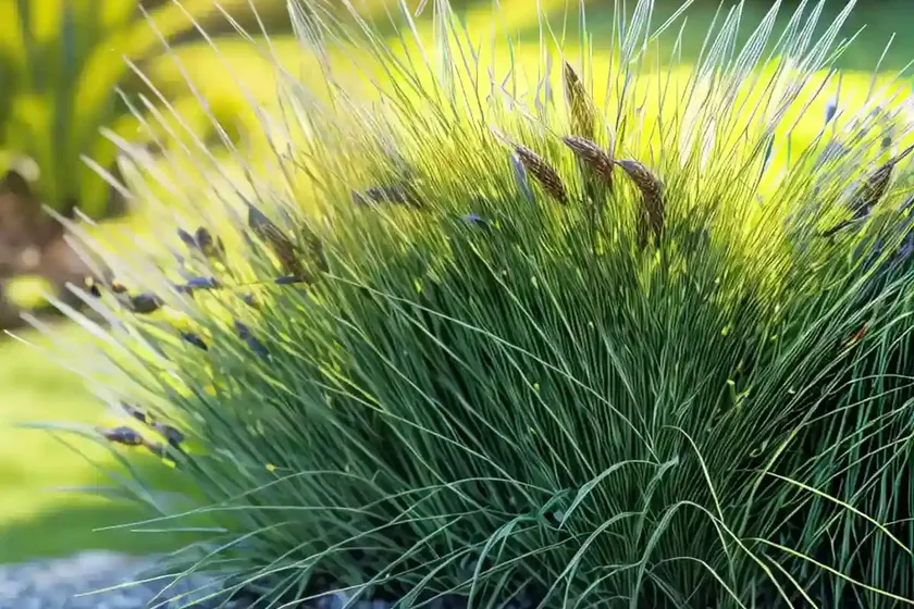 Carex laxiculmis (spreading sedge) — photo 2
